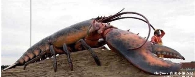 干瞪眼|这只龙虾活了134年,受国家特赦免死,吃货只能干瞪眼