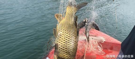 养殖|它曾是“四大名鱼”之一，想吃靠运气，如今5元一斤没人买，可惜