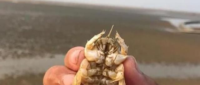 误认为|误认为是“虾”,花150块买了5斤回家,煮完一吃,老公说咱们赚了