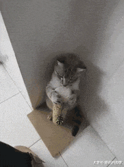 围住|搞笑GIF：带柴犬出门结果被一群妹子围住了