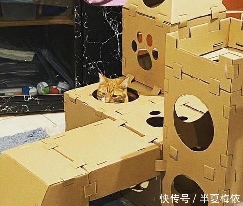 豪华|有才!外国网友用废纸箱,给喵星人打造豪华城堡