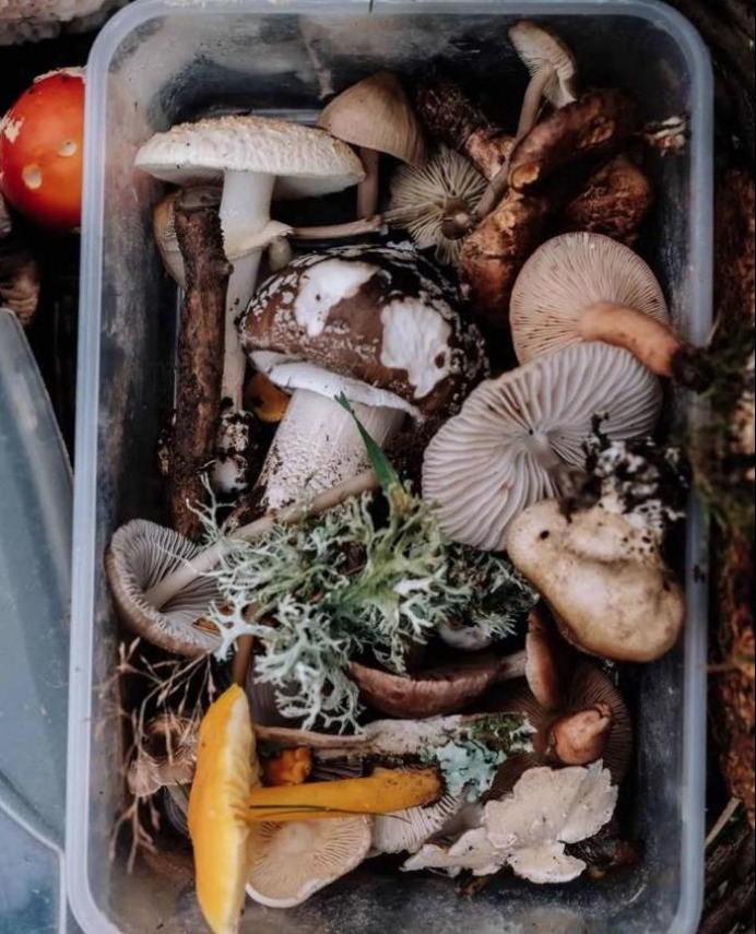 清醒|让人上瘾的毒蘑菇，中毒者出现幻觉却依然清醒，脑中有小人在跳舞