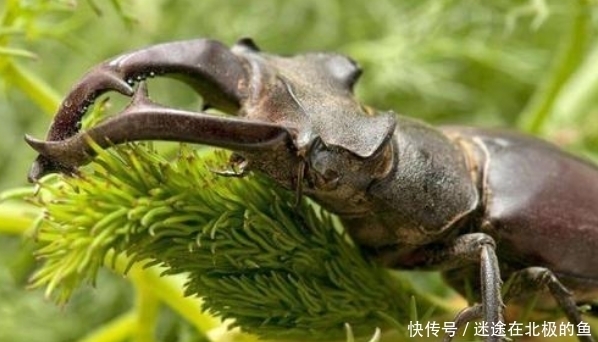 为啥|农村不起眼的一只虫子，身价几十万，为啥这么贵