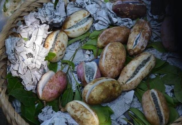 城里人|这种野味叫“土香蕉”,城里人吃不到,农村遍地都是,你吃过吗