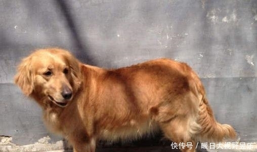 托运|女孩花钱将金毛托运回家,下机时去接狗狗,但看到金毛气晕