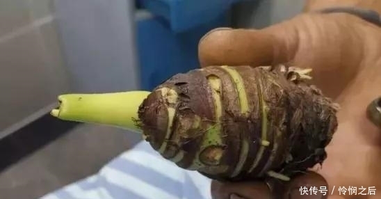 炖着|芋头炖着吃太可惜,换种做法尝尝看,一口一个超过瘾