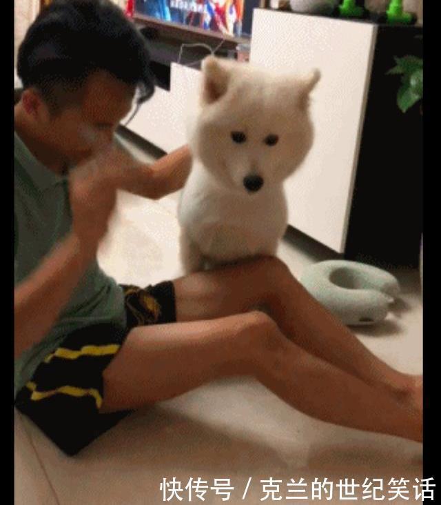 表演|主人给萨摩耶变魔术,狗狗却当场尿了,狗:给你表演尿是怎么来的