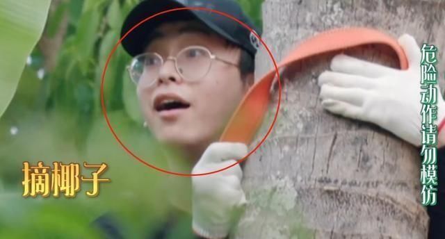 危险|彭昱畅为摘椰子危险爬树,何炅黄磊连忙劝阻,妹妹的表情太真实了