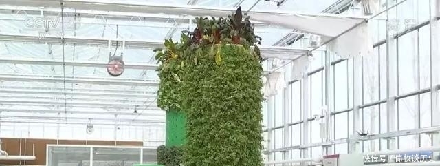 央视|快看,无土栽培上央视了