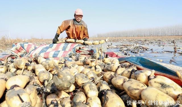 板栗|国庆节吃啥这“3菜2果1肉”正当季,美味又营养,可得多备点