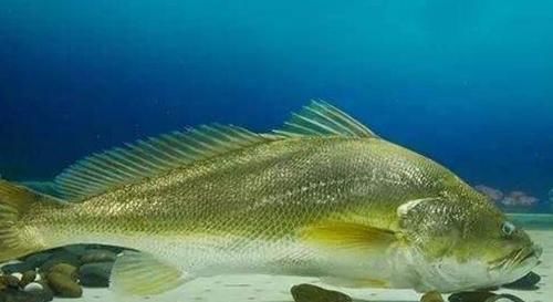 上榜|全世界“最昂贵”的4种海鲜,中国有一种鱼上榜,很多人未见过