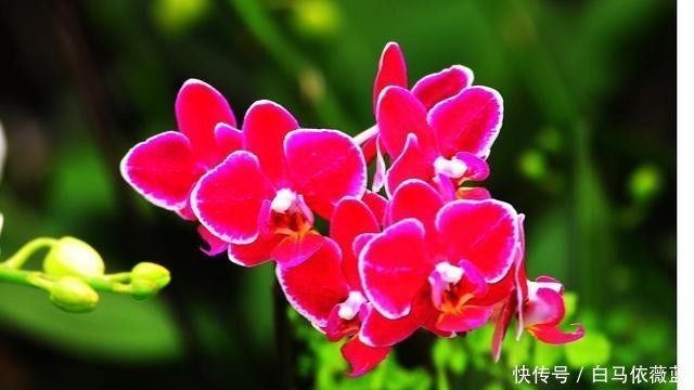  冷弃幽芳|不因秋冷弃幽芳。请欣赏七绝.咏秋兰