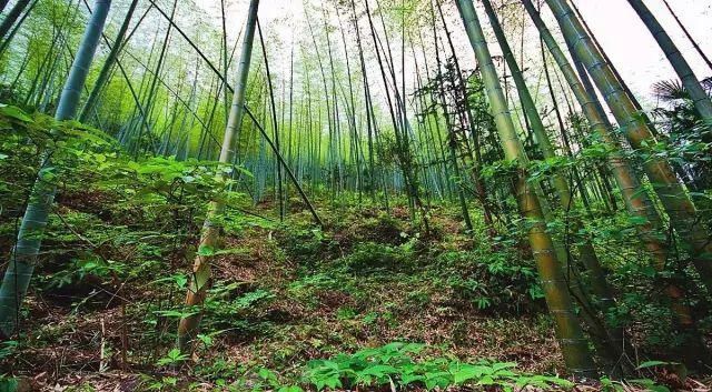  席卷|高温席卷的初夏，不如去这些堪比童话仙境的小众森林里乘个凉