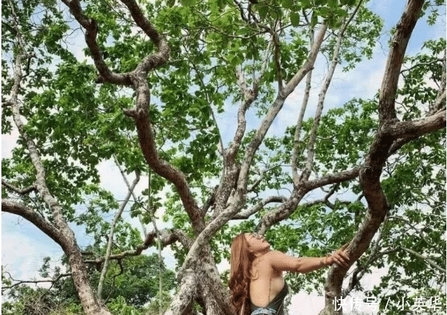 摄影|摄影:树上的风景比不上树下的风景