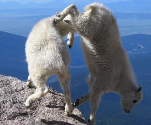  登山|男子登山发现不明生物，仔细一看后不淡定，真是攀岩的大神