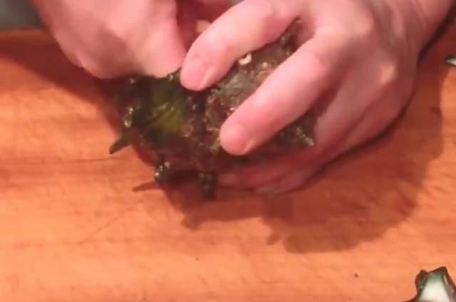 却特别|日本人现场处理“海螺”，做法很独特，味道美味还很香