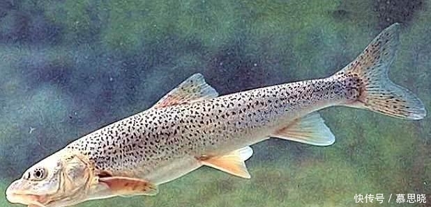 长江刀鱼|中国“最贵”5种鱼, 第二种一公斤1.6万元, 第四种有钱都吃不到