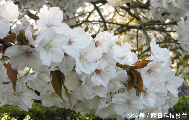 中旬|7月中旬,花漾春季,偶遇良缘,彼此含情脉脉的四大生肖!