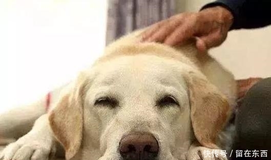  狗狗|为什么狗狗喜欢主人摸它的头部？背后的6个意义，真是“心机狗”