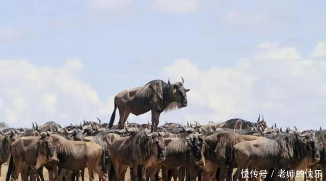 锅子|这只兔子大概不知道自己待在锅子里是什么意思