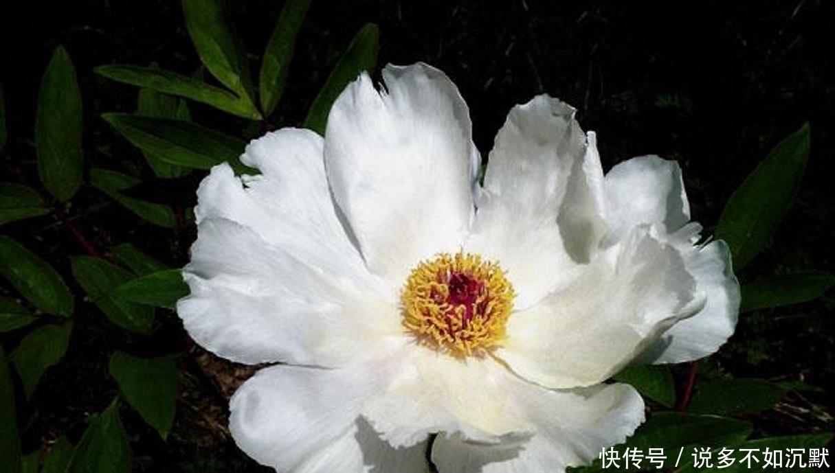 人类|地里的“羊屎坨坨”内含“液体黄金”,专家称是人类的理想食用品