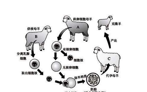  结局|全球唯一通过克隆实现复活的灭绝生物，最后结局怎么样了