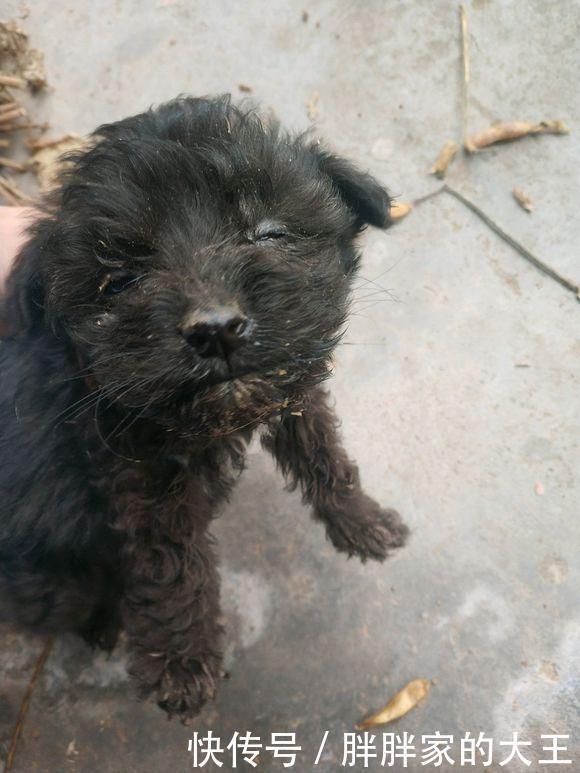  看起来|路人嫌流浪狗脏拎起小家伙就丢进了垃圾桶，女孩看到后气坏了