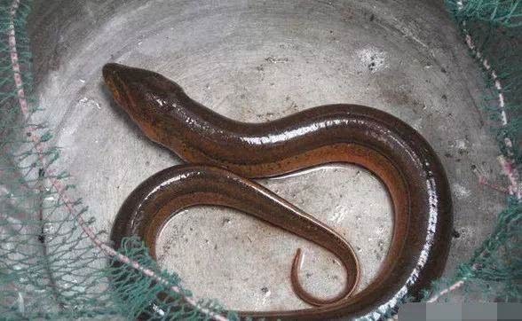 农村|农村十大野味,吃过一半的都是大神,第一名现在都吃不到了!