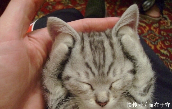 出血|国外网友PO出自家主子最蠢萌睡姿,第四个简直萌出血!