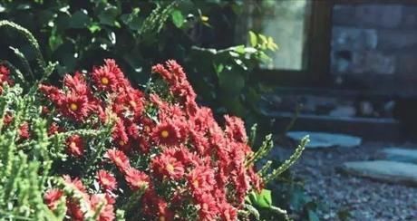 小院|20多岁的年龄差距,却把一个破烂的农家小院变成了“桃花源”