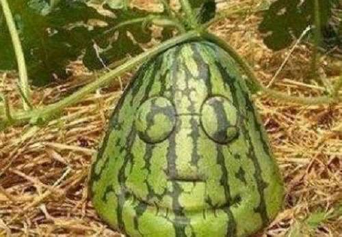 奇葩|这些“成精”的水果，忍了榴莲与苹果，这草莓你是要下蛋吗