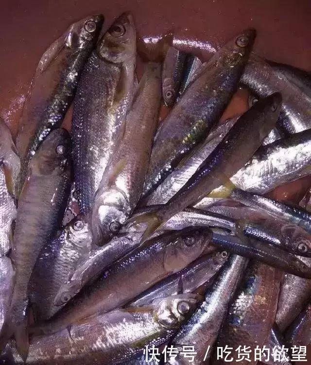 硬菜|全吃过的是牛人,这些农村河里的野味胜过餐厅的硬菜,你吃过么