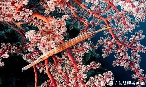 博氏孔鲬|海洋“假面舞会”开场!顶级“伪装大师”就是它!