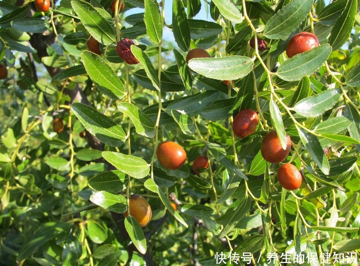 油炸|秋天要多吃红枣，加一碗糯米，不油炸不做饼，咸甜软糯，补血补气