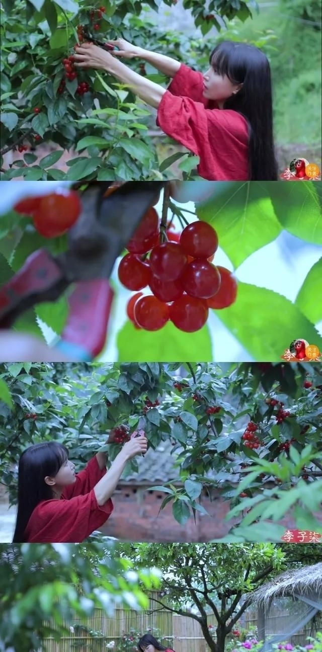 还要|在家种个菜都这么美,还要什么花园?