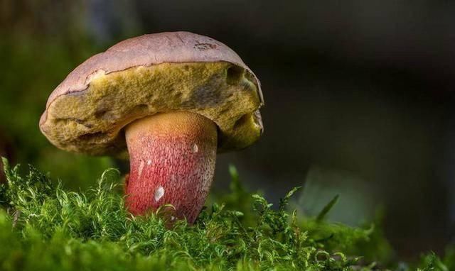 危险|十种最危险的日常食物,美味虽好也要多加小心