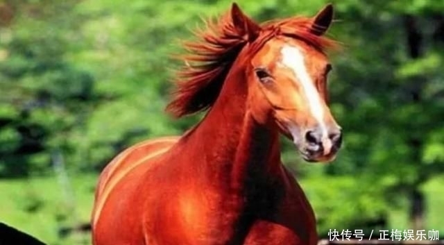  马超|三国战将坐骑：关羽赤兔、马超里飞沙，张飞的坐骑才真的霸气