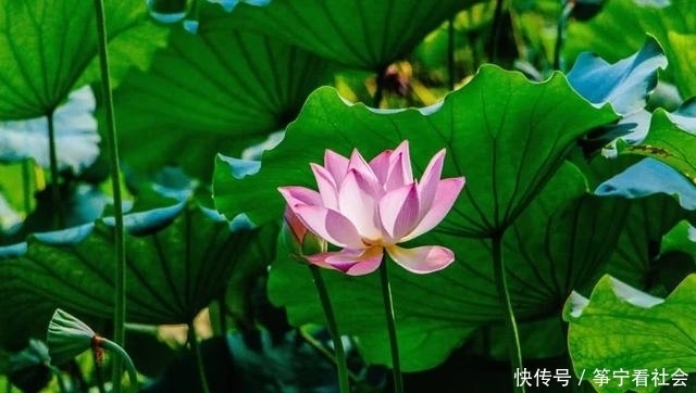 清涟|“濯清涟而不妖”与“出淤泥而不染”哪个更难做到?