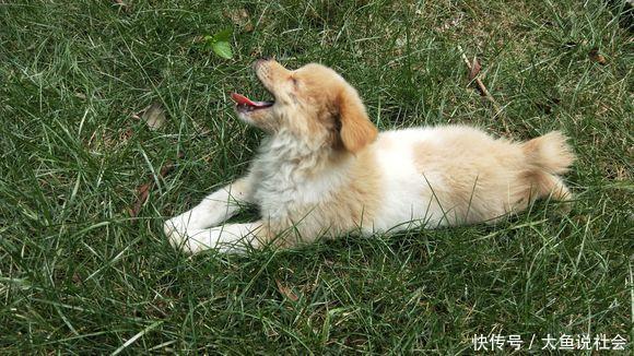 流浪|草丛里跑出来只流浪小奶狗,小家伙笑脸盈盈望着女孩,可爱极了