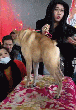 搞笑|GIF搞笑趣图: 大妈这舞还是别跳了, 后面的小哥已经生无可恋了