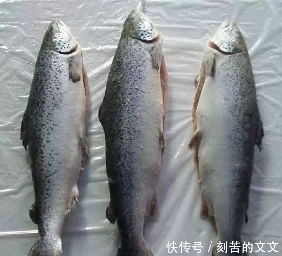  认出|海鲜大全, 你能认出多少