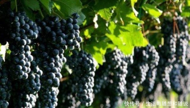 葡萄|菜市场买葡萄要注意,注意这2种葡萄不要买,多亏商贩提醒