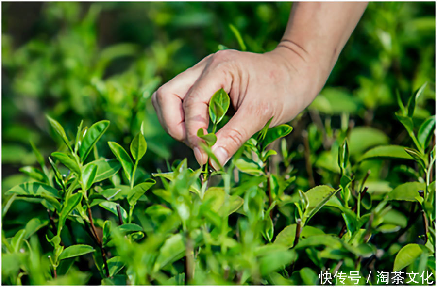 口感|紫金蝉茶特点介绍,工艺,香味,口感样样独特!