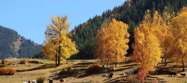 时期|隋朝时期的西域