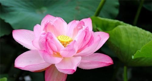  天生|阴历此三个月出生的人，天生晚富命，中年成功发财，越老越有福气