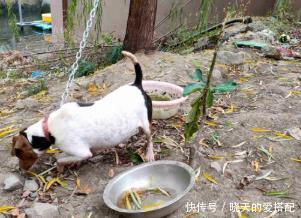 成就|百年前,英国人自认聪明,用英国土狗换瓷器,却成就一代中华名犬