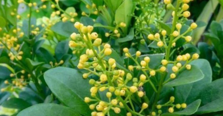 最旺|比香水还好闻的3种花,漂亮又好养,春天开最旺,大家抢着买