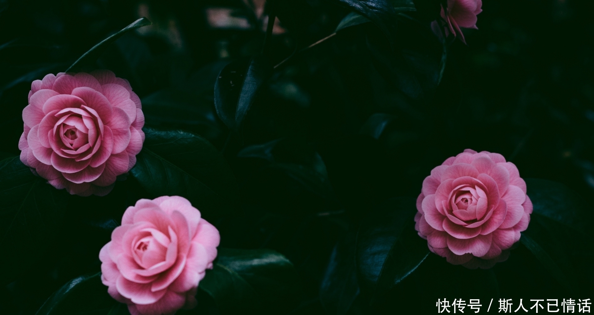 天天|算命的说, 10月财运与日俱增,3生肖日日进横财,生意天天好