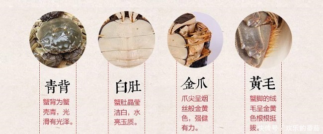 知识|九月吃螃蟹,这有关于螃蟹的所有知识,吃的满足放心