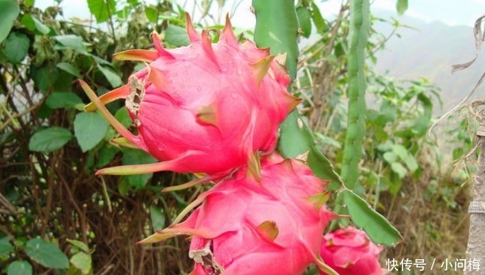 水果|名字带有“龙”字的水果,吃过一种不算啥,吃过最后一种才牛